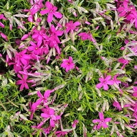 Phlox douglasii 'Crackerjack'